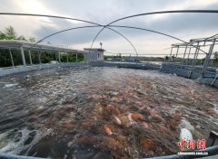 从热带岛屿到世界餐桌：“海南鲜品”的全球“鲜”行记